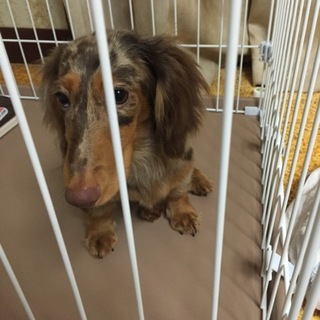 緊急！里親募集します。