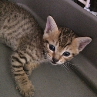 4月21日生まれキジトラ仔猫