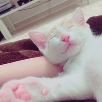 ちくわ