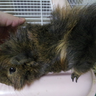 アビシニアンモルモット♂里親様募集です