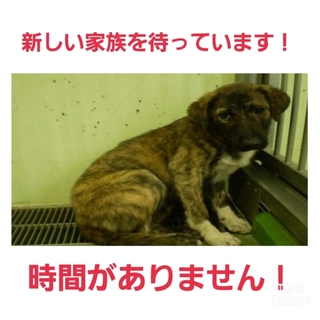 ありがとうございます。とっても素敵な里親のもとへ