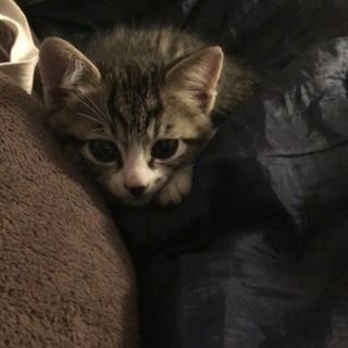 急募 捨て猫拾いました！
