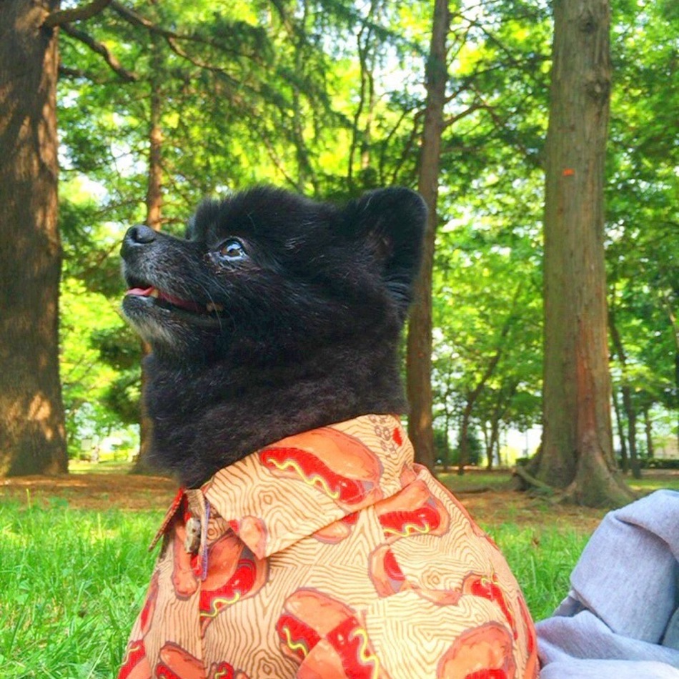 ごろうのカバー写真