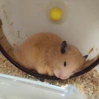 ルーズ