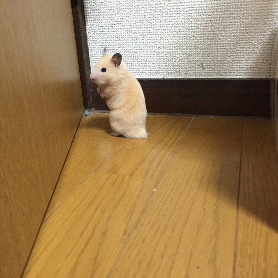 ルーズのカバー写真