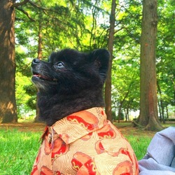 「チョイ悪風」サムネイル2