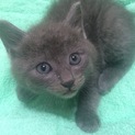 ロシアンブルー似の子猫を保護しました