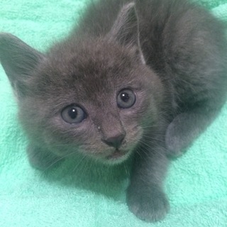 ロシアンブルー似の子猫を保護しました