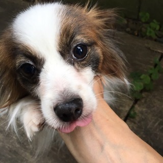 パピヨンのフラちゃん