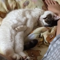 はな