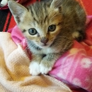 凛々しい顔の元気な子猫ちゃんです！