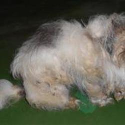 「メイちゃんの過去」サムネイル2