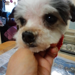 「メイちゃんの過去」サムネイル3