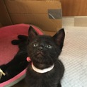 とっても可愛い子猫達