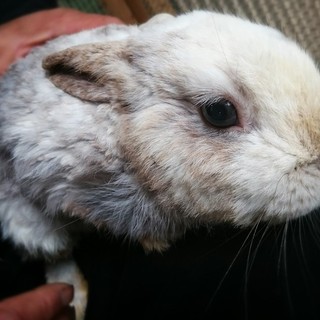 温厚で物静かなうさぎの白（ハク）です