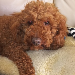 ３回 捨てられたプードル