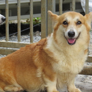 コーギー女の子５歳