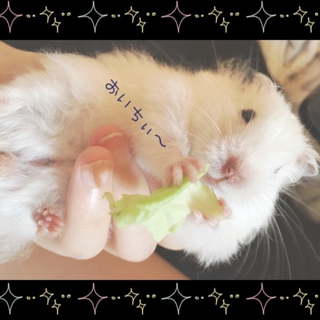 羅夢ramuのカバー写真