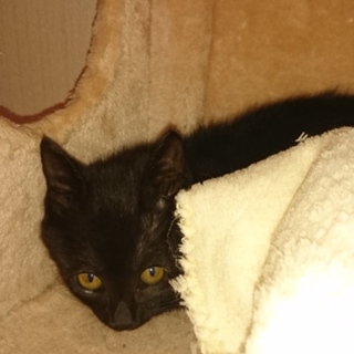 ２ヶ月くらいの黒猫です。
