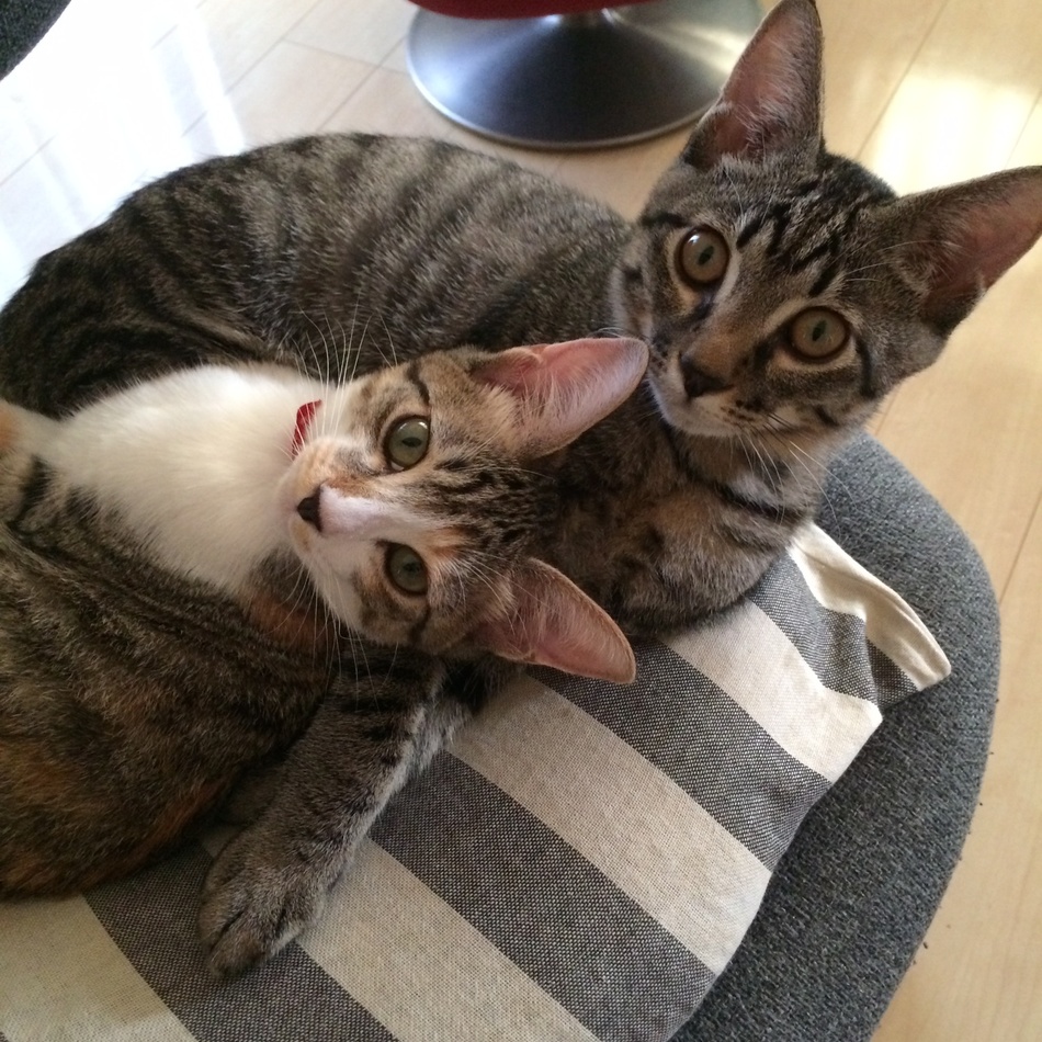 エンツォのカバー写真