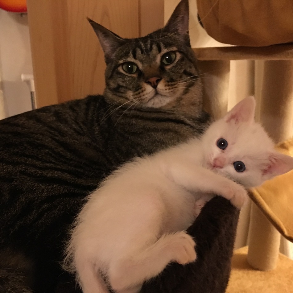 セルジオのカバー写真