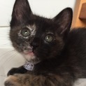 膝乗りサビ子猫ちゃん！！綺麗で気立ても抜群です。