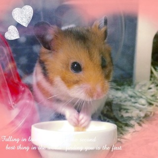 里親さん募集です！☆