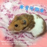 里親さん募集です！☆ サムネイル3