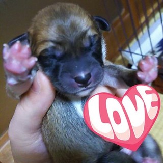 柴犬とダックス風のミックス犬