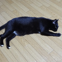 フリアエ（Furiae）