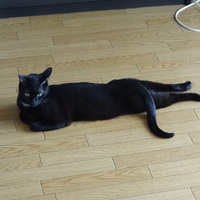 ディーラエ（Dirae）