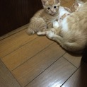 茶トラ 丸君
