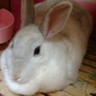 老ミニウサギちゃんです