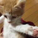 茶トラ チャホ