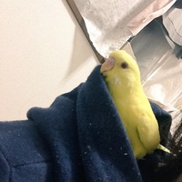 きいろいの