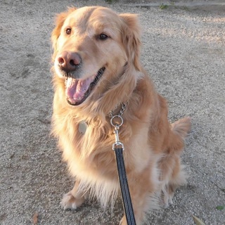 人も遊ぶのも大好き！～賢くて繊細な子～