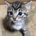 サバトラ（ブルー）