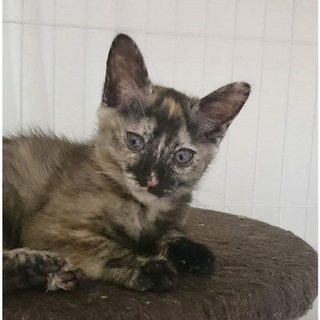 オシャレなさび猫　サビーちゃん