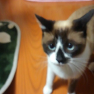 里親募集です。