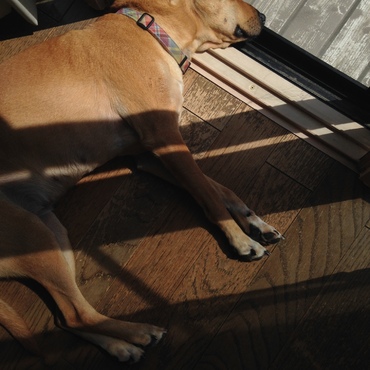 日差しが暑いのに、なぜか日向ぼっこ