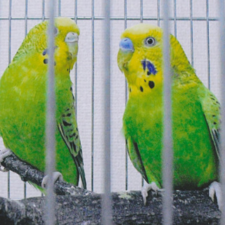 セキセイインコ２羽