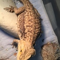 フトアゴヒゲトカゲ里親募集！