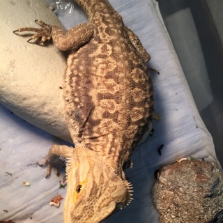 フトアゴヒゲトカゲ里親募集！