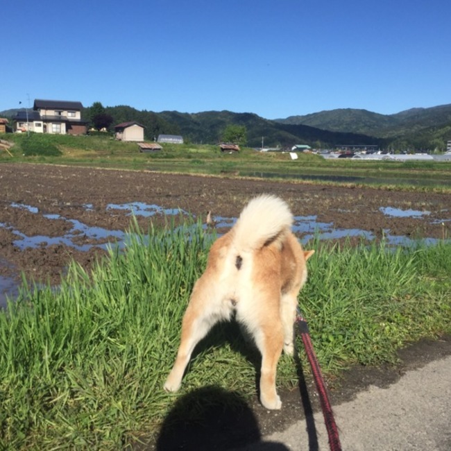 shinjiroのカバー写真