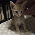 4月21日生まれ！茶トラ男の子☆