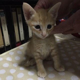4月21日生まれ！茶トラ男の子☆