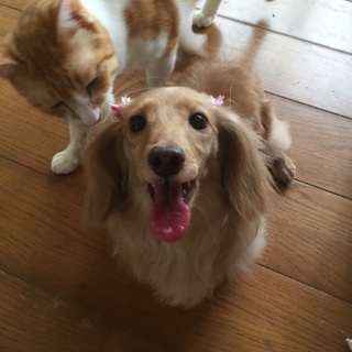 カニヘンダックス　女の子　５歳