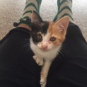 可愛い三毛猫です☆