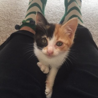 可愛い三毛猫です☆