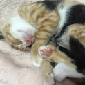 生後3ヶ月子猫ちゃん